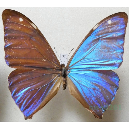 Morpho aega (Hübner, 1822) Brasil 73mm32